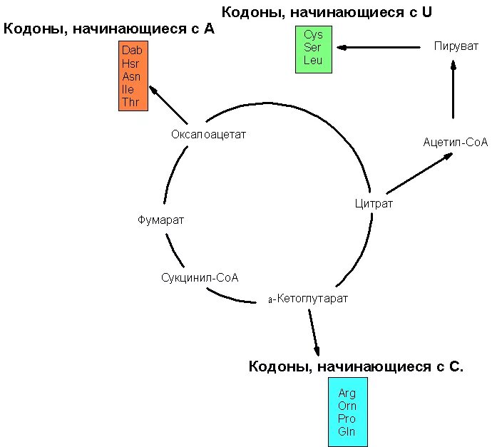 Биосинтез аминокислот цикл Кребса. Интермедиаты цикла Кребса. Поступление углеродных скелетов аминокислот в цикл Кребса схема. Схема цикла Кребса биотехнологии.