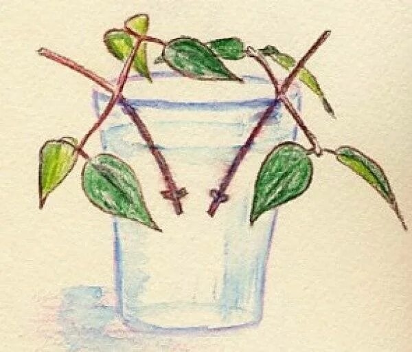 Как укоренить клематис в воде. Клематис черенками размножить. черенковать клематис. клематис черенкование. клематис размножение отводками.