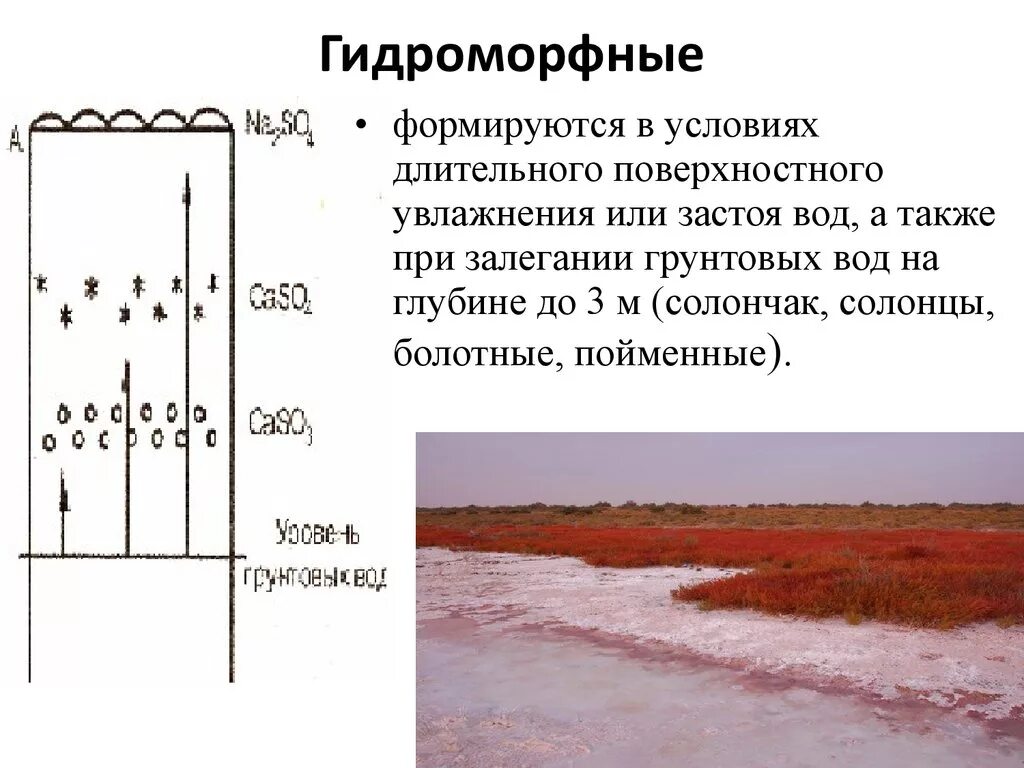 Солонцы луговые гидроморфные. Гидроморфные почвы схема. Схемы строения почвенного профиля гидроморфных почв. Солончаки почвенный профиль. Почвы формируется в условиях избыточного увлажнения