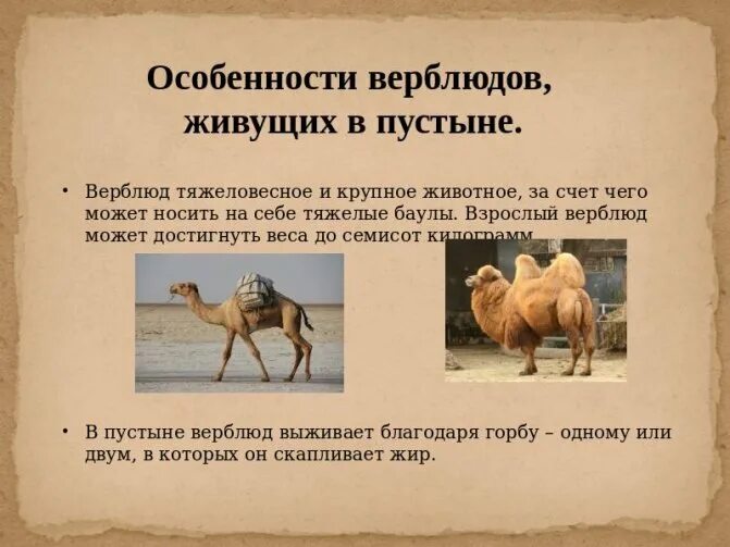 Факты о верблюдах. Интересные факты о верблюдах. Приспособление верблюдов. Строение верблюда.