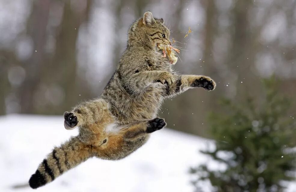 Прыгай я ловлю. Кот в прыжке. Рысь в прыжке. Коты перед прыжком. Рысь прыгает.