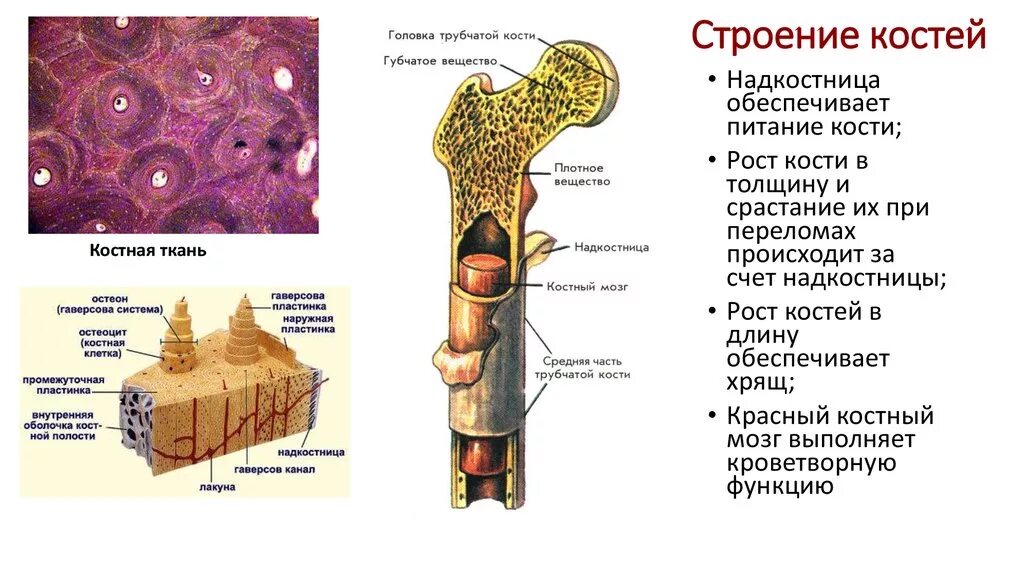 Какая структура обеспечивает кости в ширину. Строение трубчатой кости ЕГЭ биология. Состав трубчатых костей. Трубчатая костная ткань. Трубчатая кость человека строение.