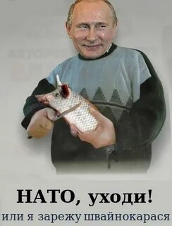 Стоя сынок