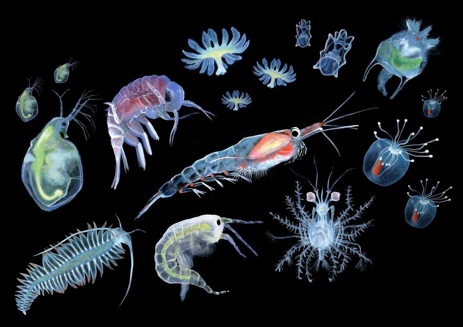 Зоопланктон веслоногие. Зоопланктоны ракообразные. Планктон фитопланктон и зоопланктон. Зоопланктон коловратки.