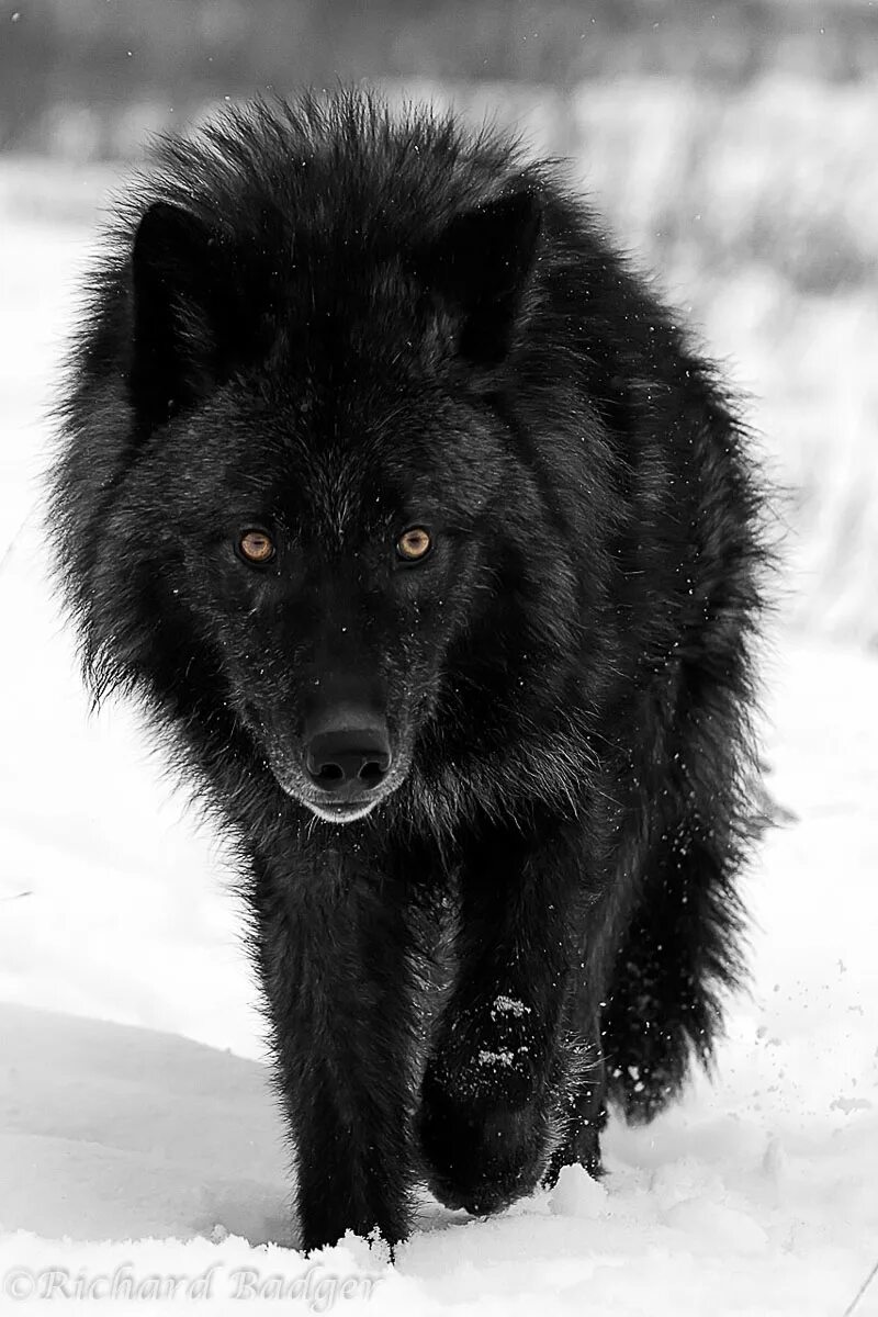 Pin by Derwin Fredrick Halvorson, Jr on Animal Faces Wolf with blue eyes, Wolf d