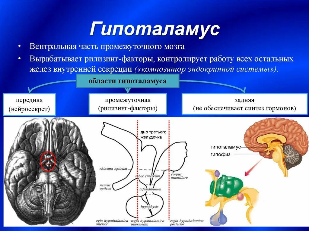 Гипоталамус это часть промежуточного мозга. Гипоталамус строение и функции. Части гипоталамуса анатомия. Вентральная часть промежуточного мозга.