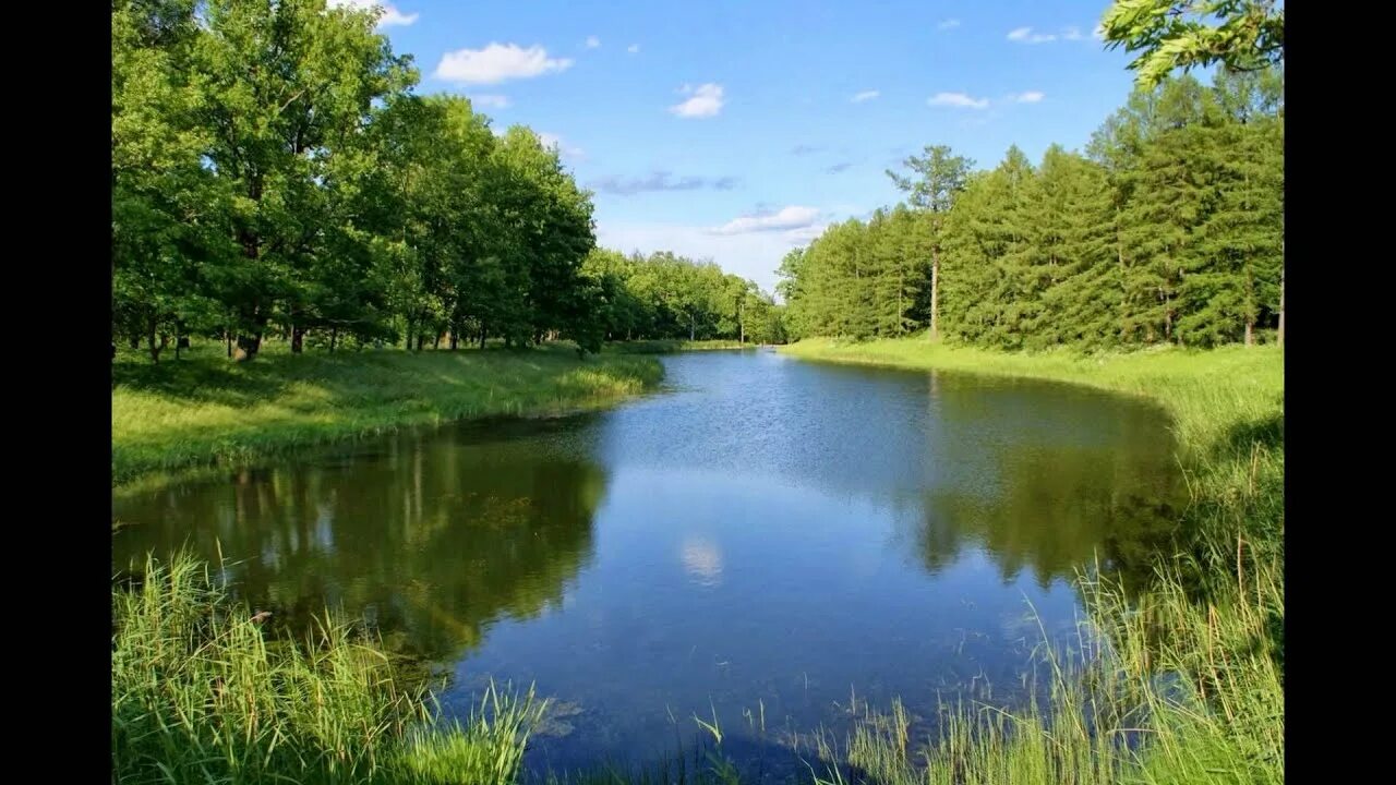 Природное сообщество лес луг озеро. Водоемы. Пруд. Естественные водоемы. Природное сообщество водоем.