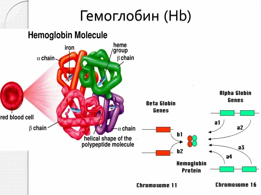Строение Альфа цепи гемоглобина. Гемоглобин а1 субъединицы. Строение бета цепей гемоглобина. Строение гемоглобина HBS. Гемоглобин образуется в результате