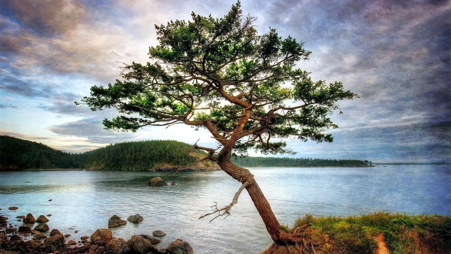 Tree in the river. Tree in the river