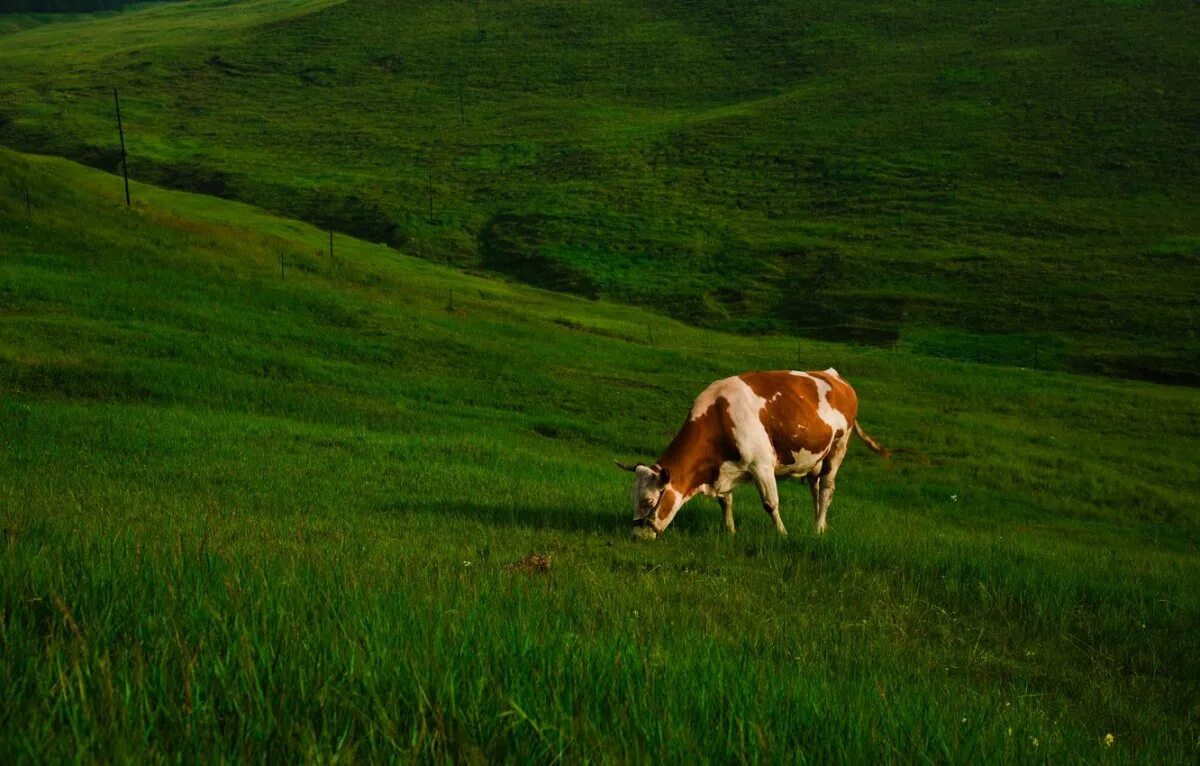 Поле коровки. Коровы на лугу. Коровы пасутся. Коровы в поле. Коровы пасутся на поле.