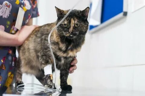 Подкожная инфузия кошке