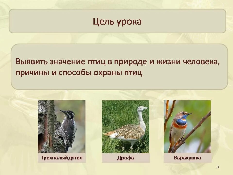 Значение птиц биология 7 класс. Птицы в жизни человека и природы. Охрана птиц. Значение птиц в жизни человека. Значение птиц в природе и жизни человека.