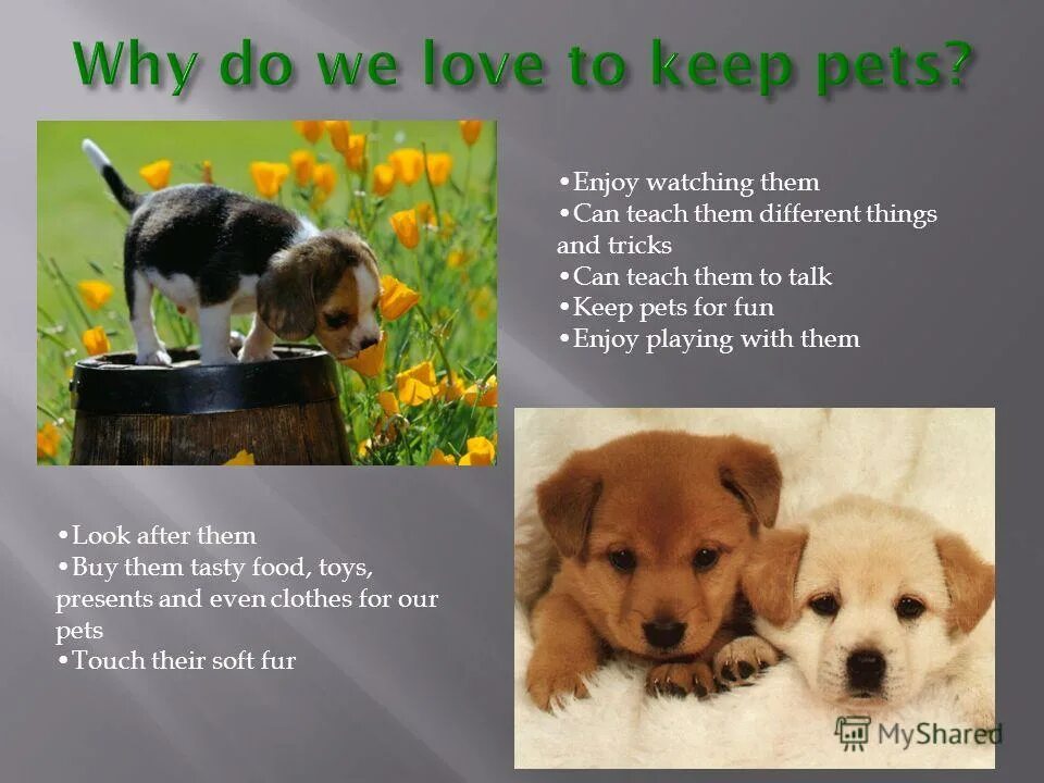 Презентации на тему Pets. Тема keeping Pets. Why people keep Pets. Тема по английскому keeping Pets. Why do people keep