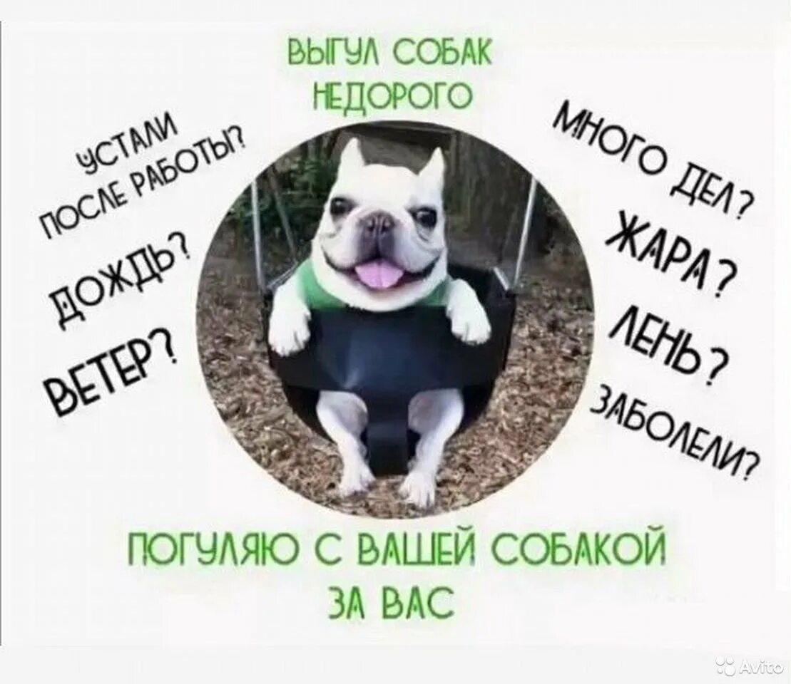 Объявление выгул собак. Выгул собак объявление. выгул собак реклама. объявление выгуляю собаку. объявление о выгуле собак за деньги.