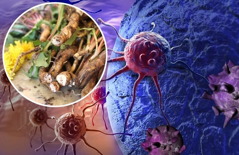 Раковые клетки под микроскопом. Раковые клетки и здоровые деление. Подавляет раковую клетку. Подавляет раковую клетку. Тканеспецифические стволовые клетки.