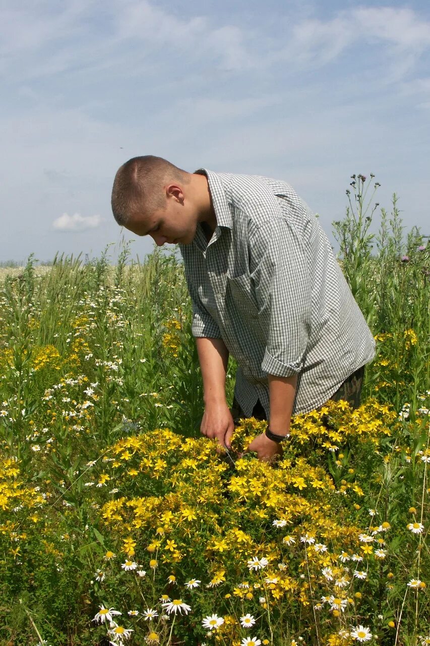 ромашка аптечная. сбор лечебных трав. лекарственные травы в походе. весенние цветы в огороде. иван чая трава иван чай.