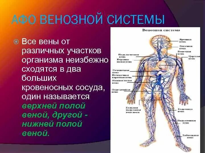 Периферическая вена где. Анатомо-физиологические аспекты венозной системы. Центральная и периферическая Вена.