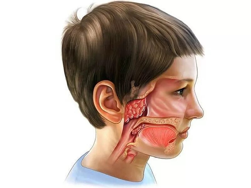 Лор органы у детей. Анатомия носоглотки аденоиды. Анатомия ЛОР органов аденоиды.