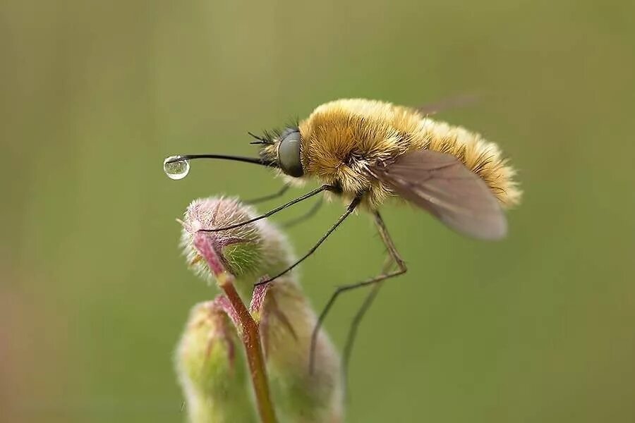 Большое жужжание. Шмель Муха Колибри. Жужжало большой (Bombylius Major). Жужжало обыкновенный Bombylius. Bombylius Муха.