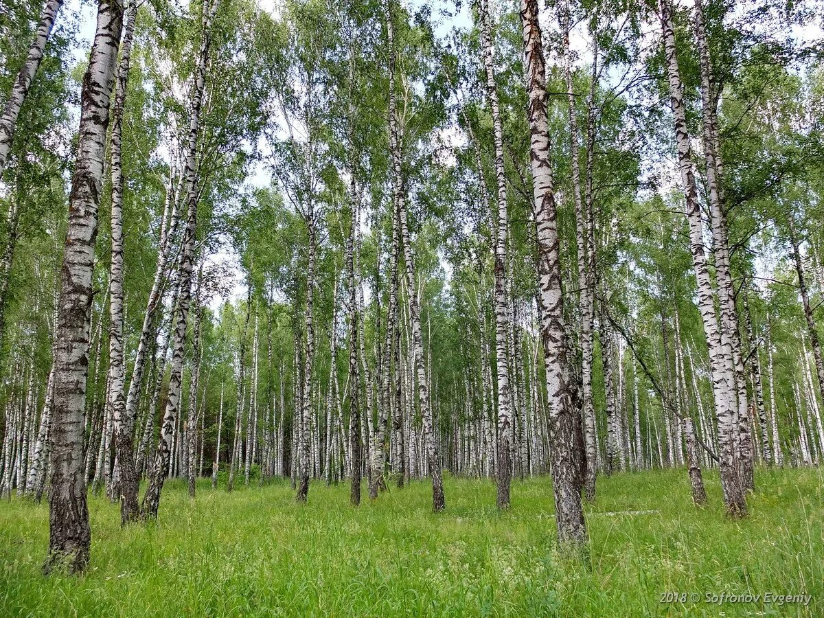 Котельная озерки ульяновская обл. Никольск на черемшане ульяновская область. Котельная в солнечном рабочем посёлке. Погода в поселке лесном ульяновская область. Погода в поселке лесном ульяновская область.