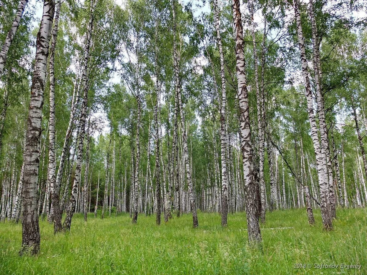 Сосновый лес Ульяновская область. Кувайская Тайга Ульяновской. Сосновый лес Сенгилеевские горы. Старомайнский лес Ульяновская область. Лесной лесное ш 1