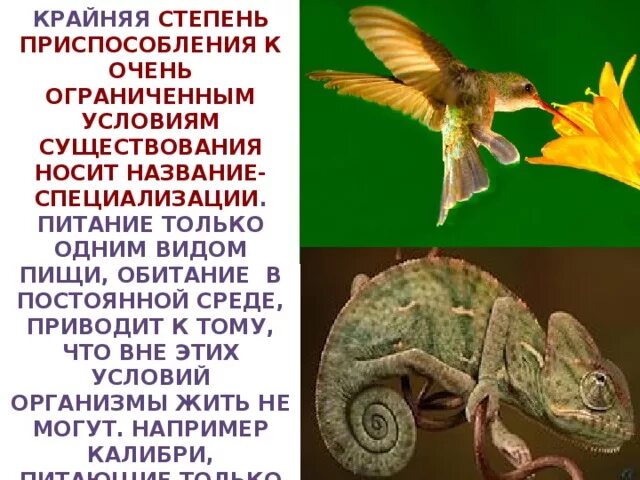 Организация приспособления к условиям существования называется. Приспособление организмов к условиям существования. специализация примеры биология. специализация животных примеры. крайняя степень приспособления организма к условиям среды это.