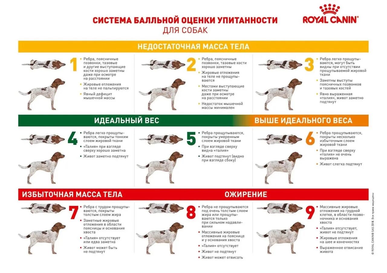 Индекс массы тела собаки. Шкала оценки упитанности собак и кошек. Стадии ожирения у собак таблица. Система оценки кондиции тела собаки. Система балльной оценки упитанности для собак.