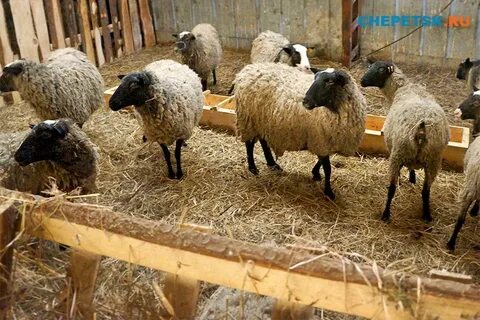 Овцеводство как бизнес для начинающего фермера