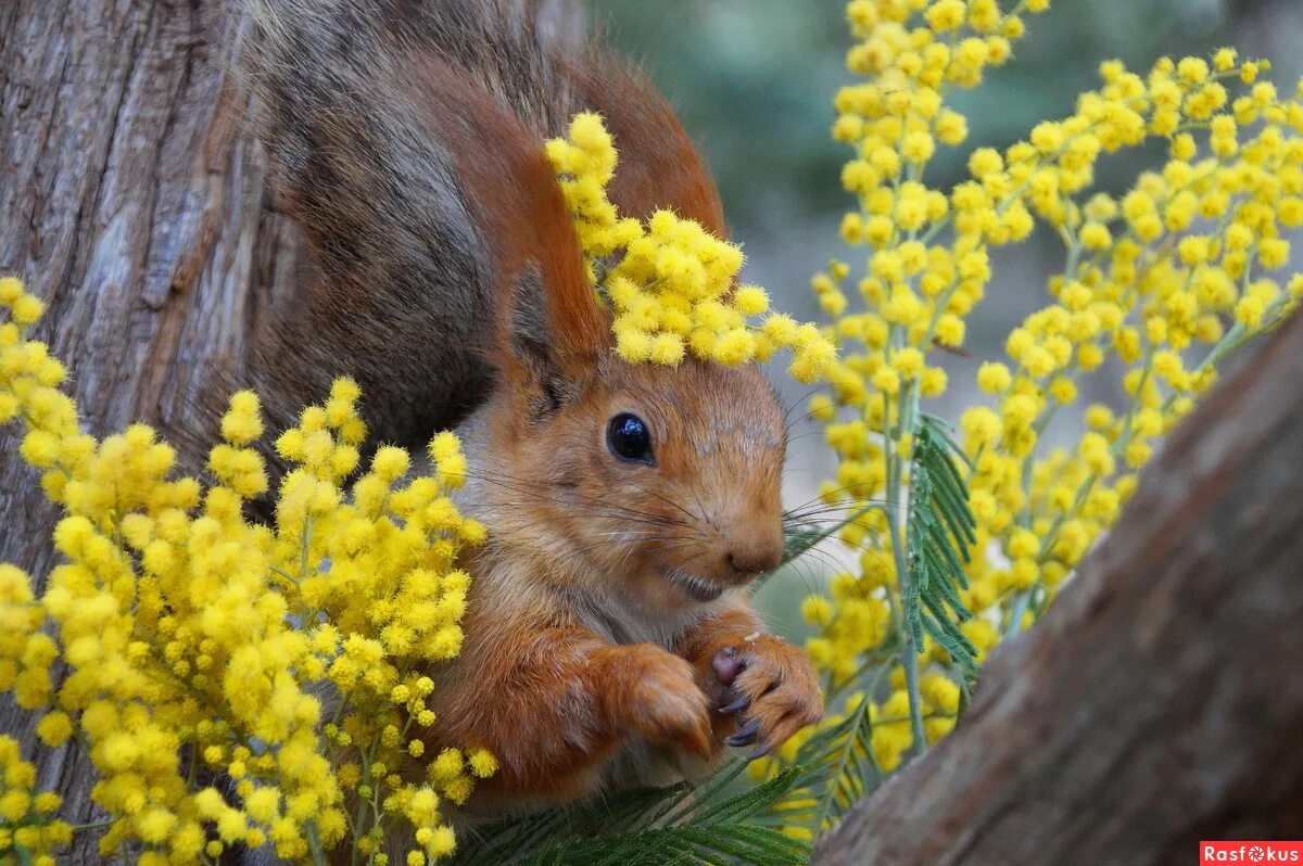 белочка с цветами. весна животные. крысовод. животные весной. праздник грызун определяет праздник весны.