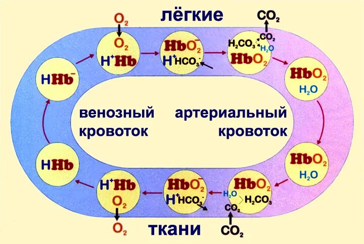 транспорт газов кровью схема. обмен газов между воздухом и кровью. механизм транспорта кислорода и углекислого газа кровью. транспорт газов какой элемент. транспорт газов какой элемент.