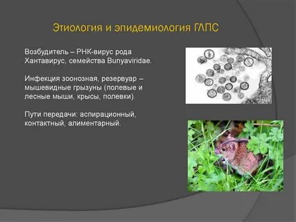 Глпс патогенез