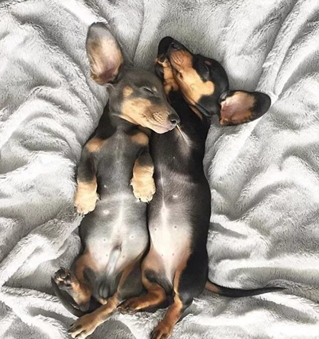 живот щенка