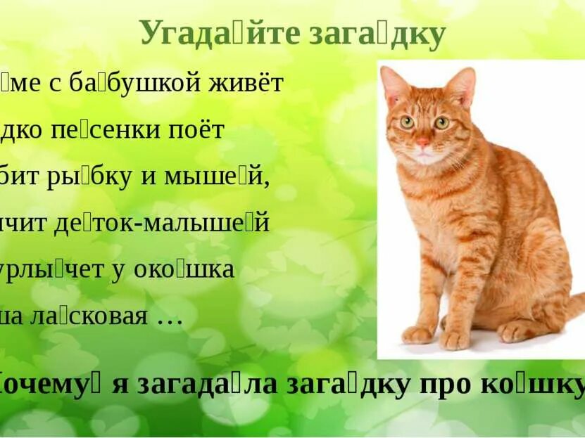 Загадки про котенка для 1 класса. Загадка про кошку для детей. Загадка про котика для детей. Загадка про котика для малышей. Загадка про котенка.