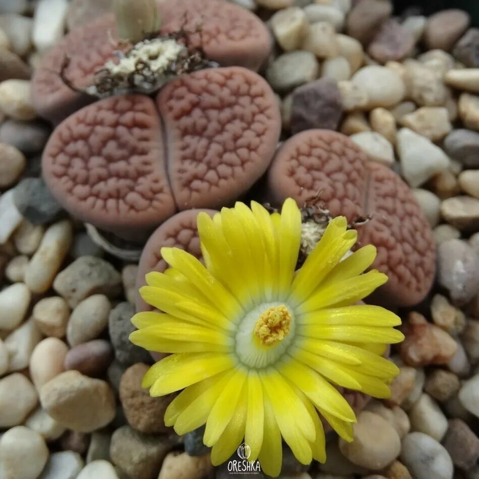 Суккулент Литопс. Lithops hookeri. Литопс Флорес. Литопс лиловый. Цветочки литопс магазин москва