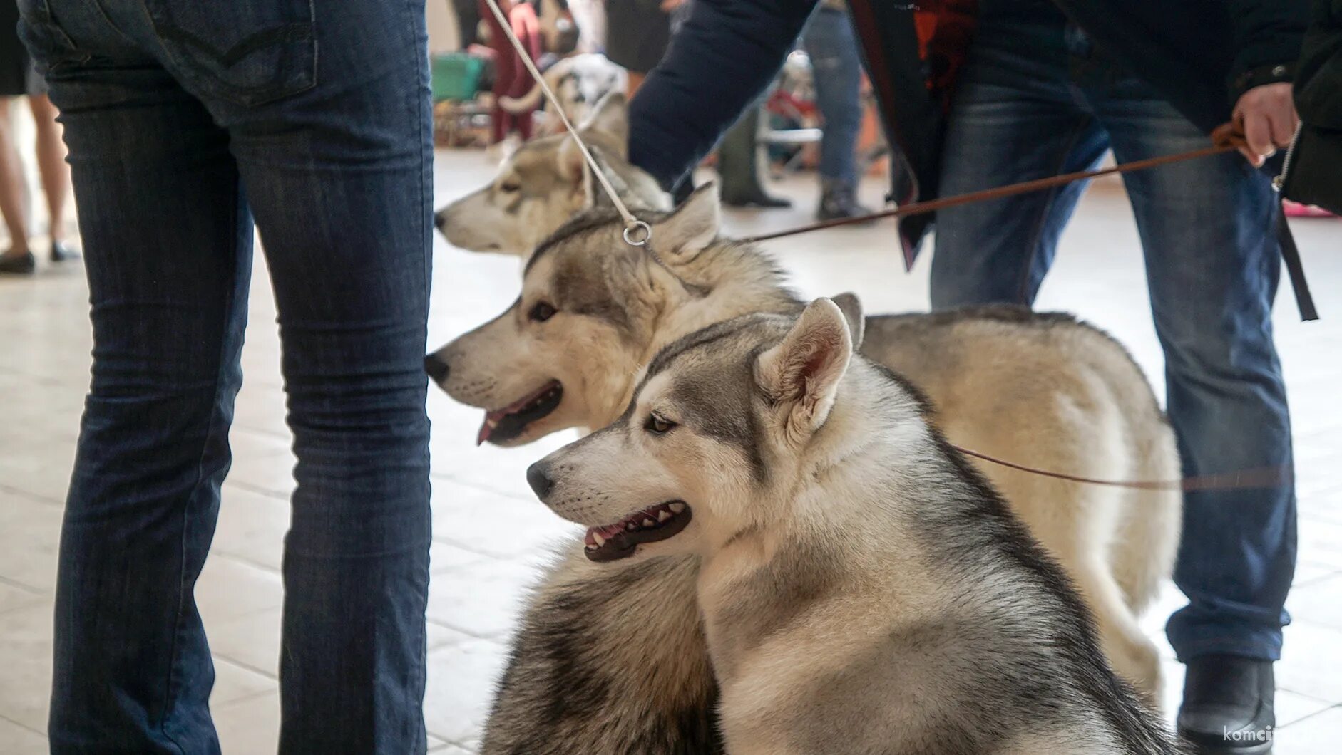 На выставке собак. Выставка собак Комсомольск-на-Амуре. Выставки собак Ангарск Альфа. Фото выставки собак добрый мир. Выставка собак июня