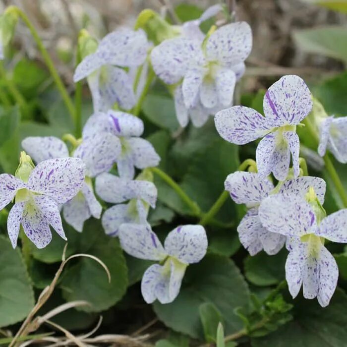 Фиалка мотыльковая альбифлора. Фиалка сорория 'freckles'. Фиалка (виола) сестринская рубра. Фиалка сорория. Виола альбифлора.