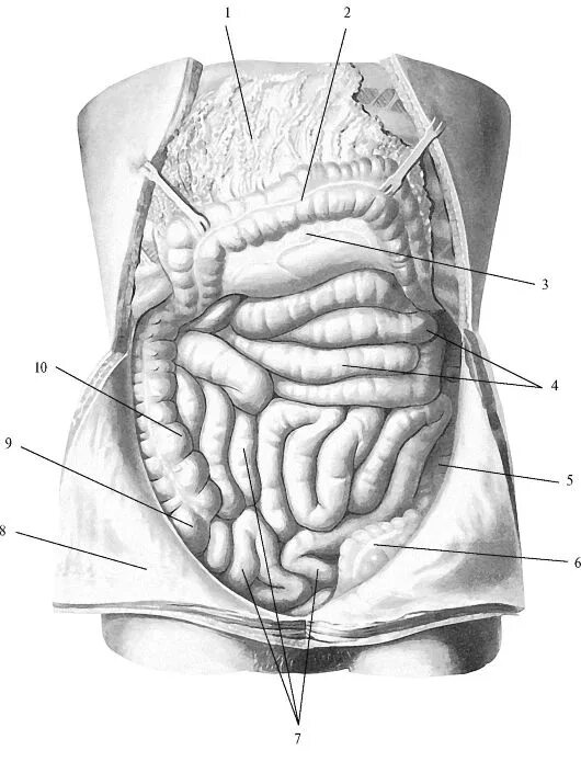 Двенадцатиперстная тощая подвздошная кишка. Сальник и брыжейка тонкой кишки. Топография подвздошной кишки. Проекция брыжейки тонкой кишки. Топография брыжейки толстой кишки.
