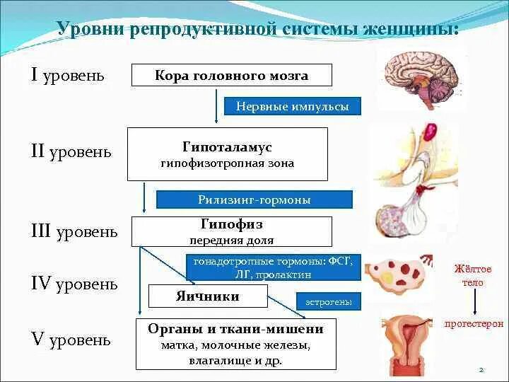 Уровни регуляции репродуктивной функции. Уровни регуляции репродуктивной системы схема. Уровни регуляции репродуктивной системы женщины. Второй уровень регуляции репродуктивной системы. Функции органов женской половой системы