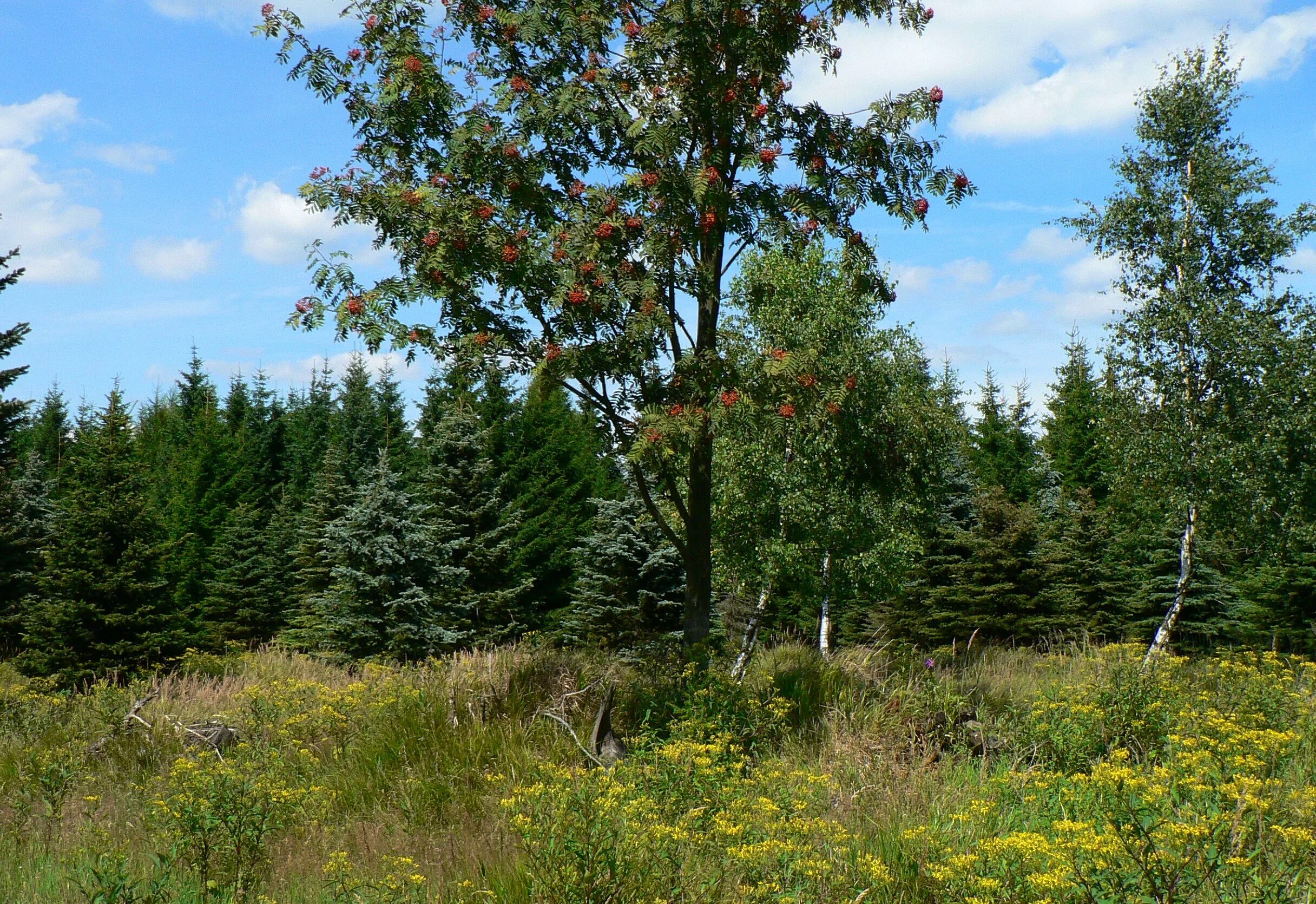 Природа России. Еловый лес и береза. Рябина в хвойном лесу. Лес береза ель. Березовая ель