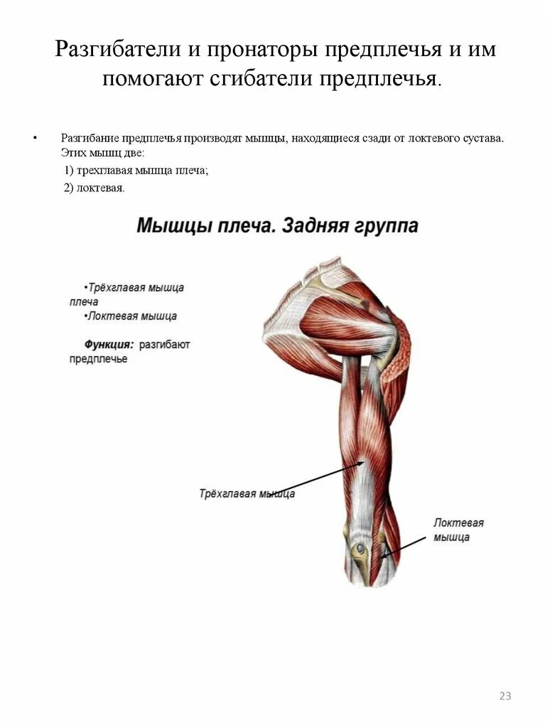 Мышцы сгибатели и разгибатели локтевого сустава. Лучевой нерв иннервирует мышцы. Мышцы сгибатели предплечья. Мышцы сгибатели и разгибатели плечевого сустава. Мышцы разгибающие предплечье в локтевом суставе.