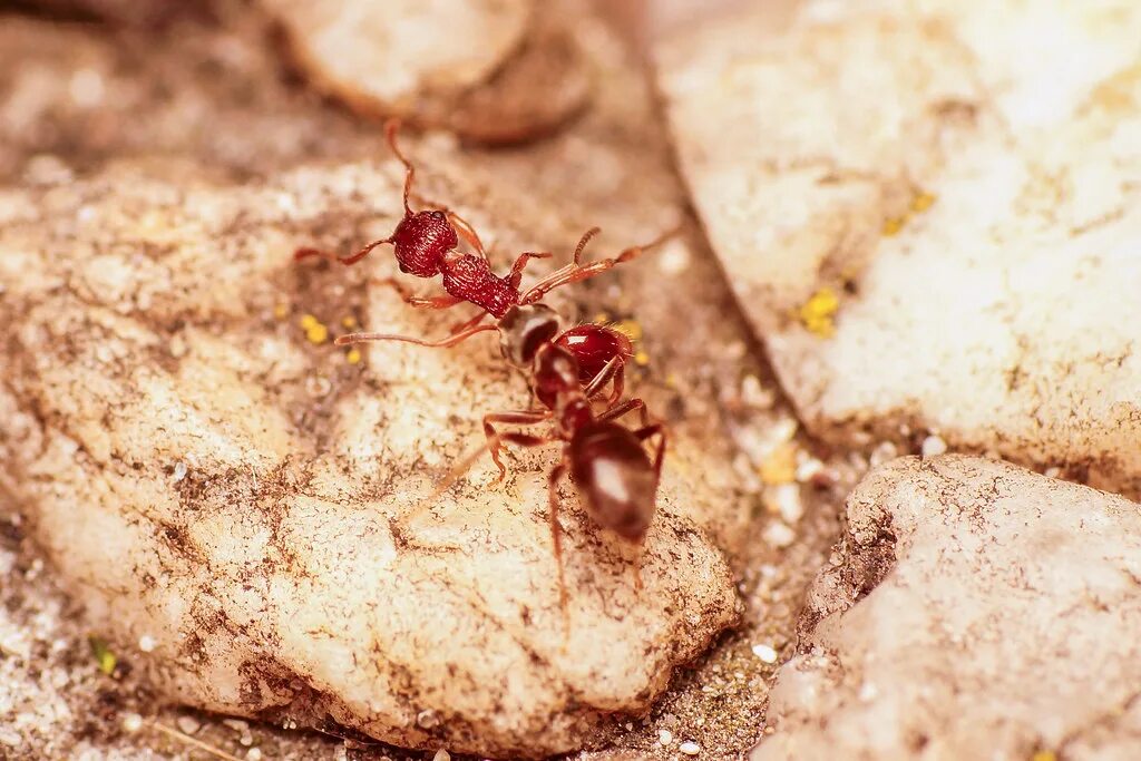 Use ant