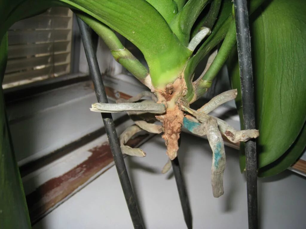 Орхидея фаленопсис реанимация. Реанимация орхидеи с цветоносом. Реанимация орхидеи с гнилыми корнями. Орхидея с тремя цветоносами.