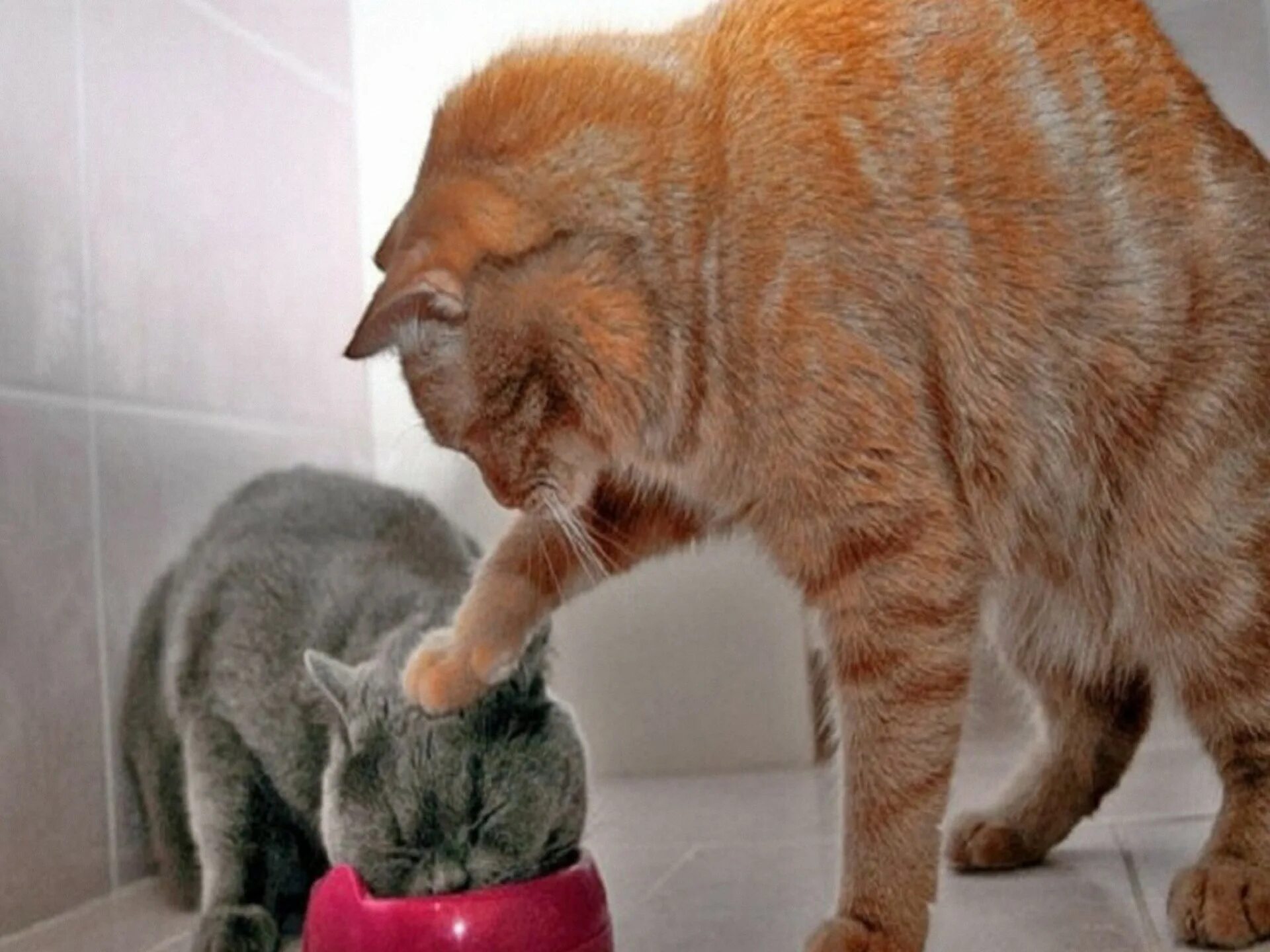 Коте номе