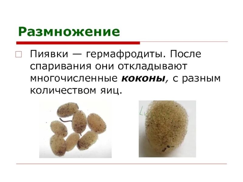 Медицинская пиявка кровеносная система. Передняя присоска пиявки. Пиявки кольчатые черви. Гигантская амазонская пиявка. Пиявка кольчатый червь.