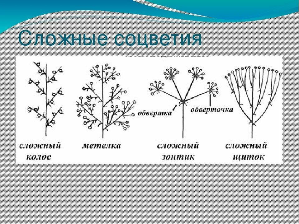 Какое соцветие изображено на рисунке