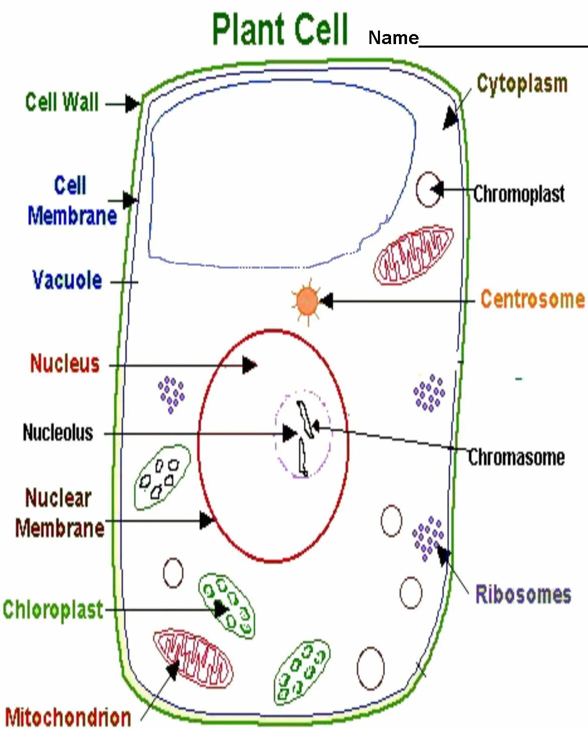 Plant Cell Wall. Cell Wall Plant Cell. Cell Wall in Plant Cell. Cell membrane and Cell Wall in Plant Cell. Worksheets cells