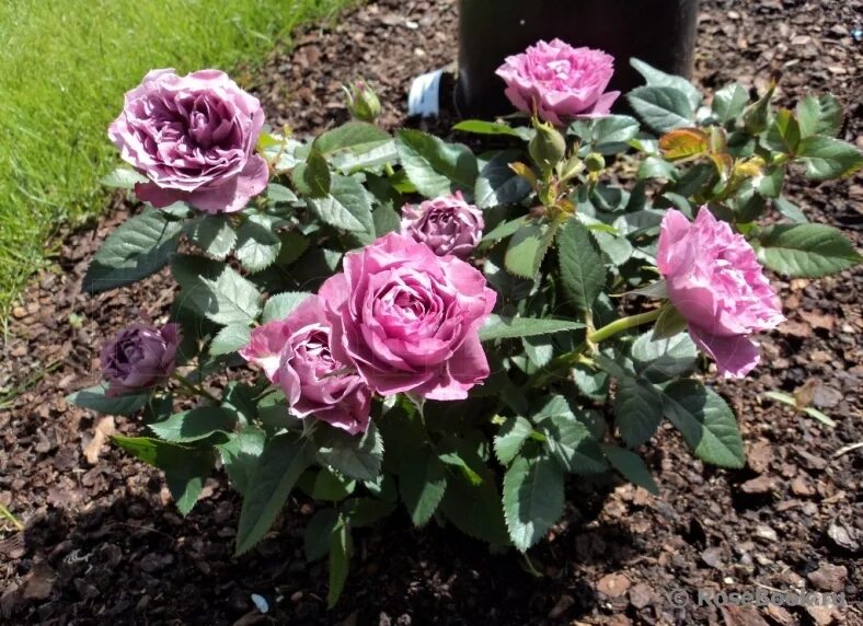 кордана в открытом грунте