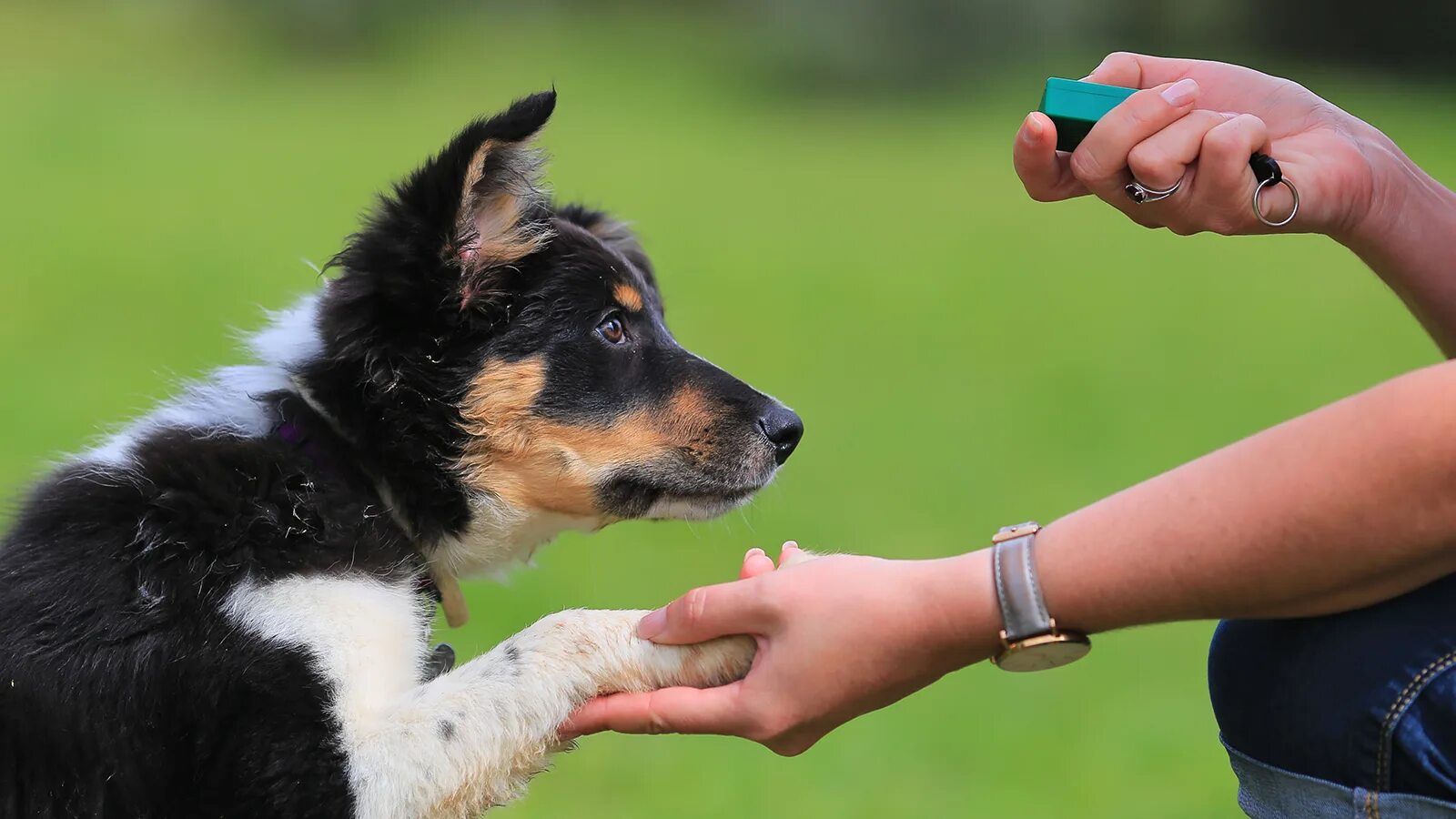 Воспитание собаки. Австралийская овчарка дрессировка. Dog Training. Измерить собаку.