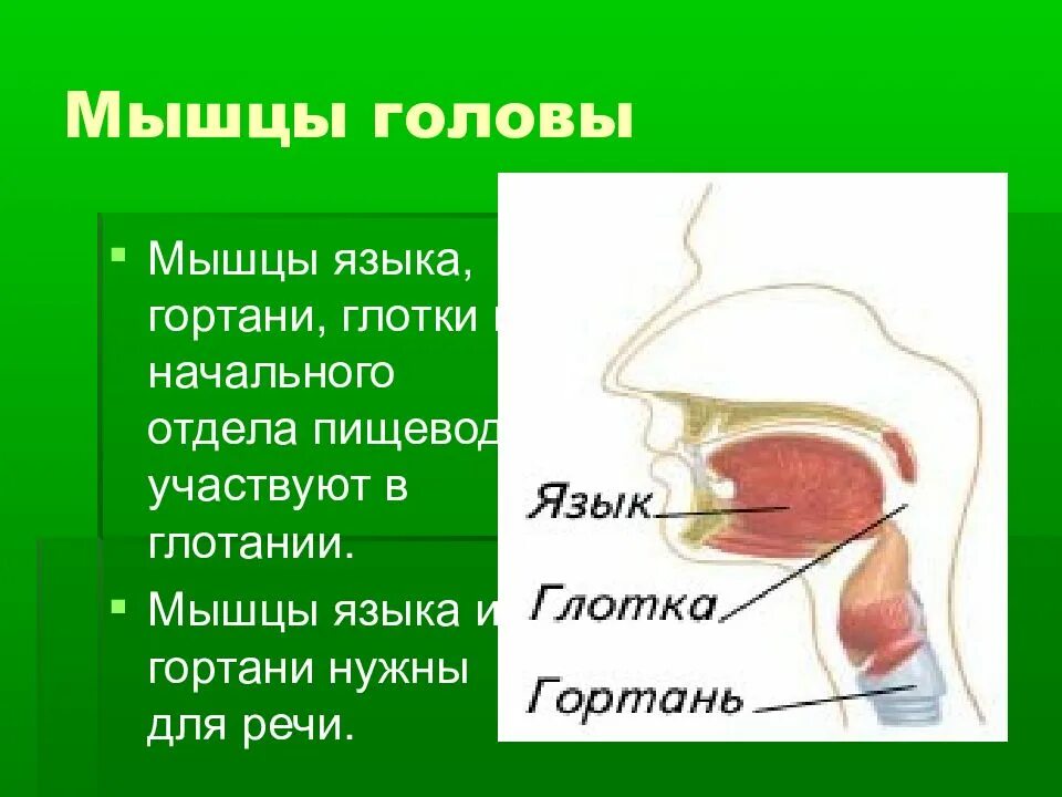 Акт глотания мышцы. Мышцы участвующие в глотании. мышцы участвующие в акте глотания.