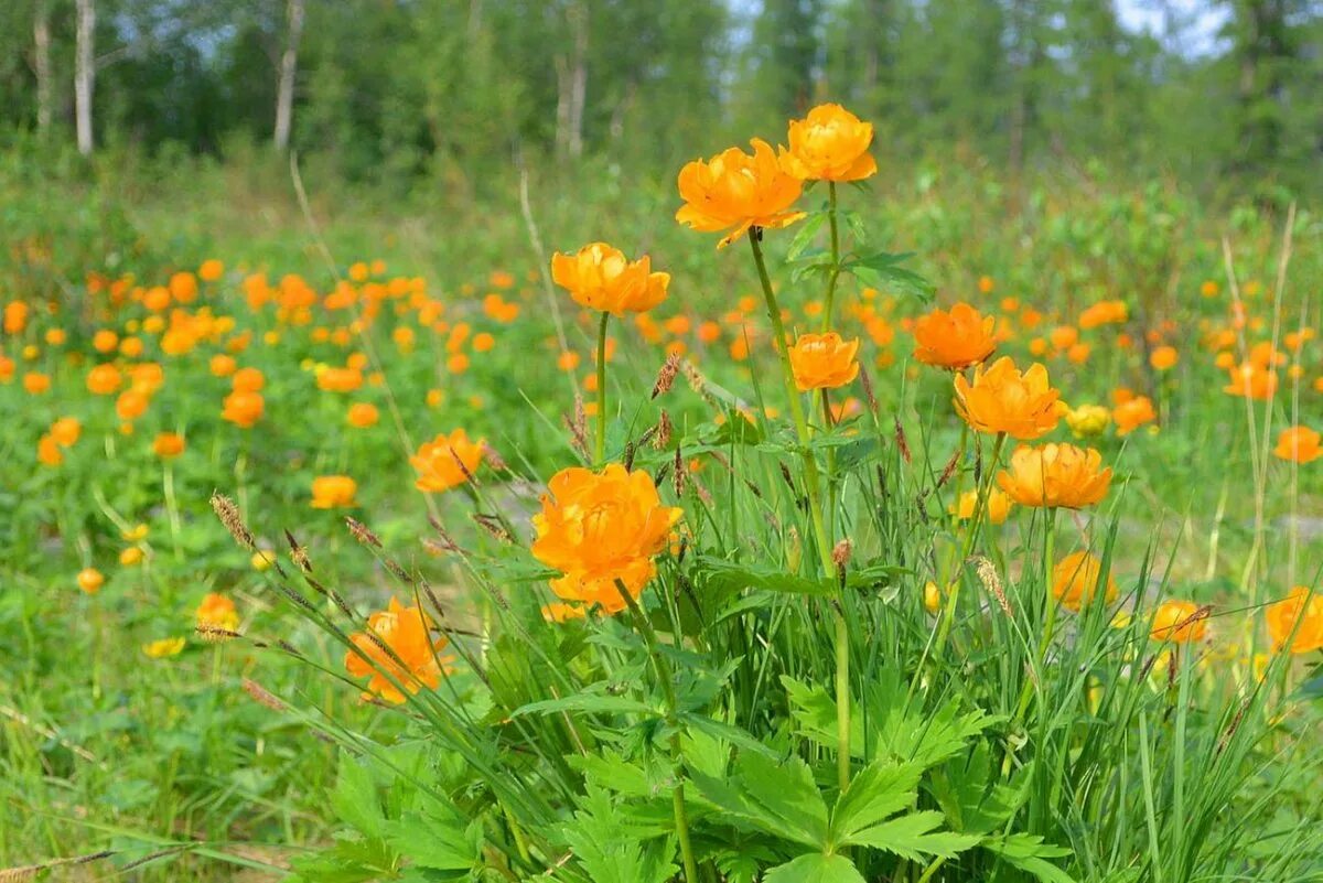 Сибирская купальница жарки. Сибирская купальница азиатская. Купальница Сибирская огонек. Купальница азиатская жарок. Жарки картинка для детей